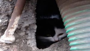 Elektrik Trafosunda Mahsur Kalan Kedi Kurtarıldı