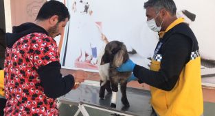 Enkazdan çıkarılan kuzu, tedavi sonrası sahibine teslim edildi