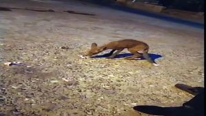 Evinin önüne gelen tilkiyi önce besledi sonra sohbet etti - Videolu Haber