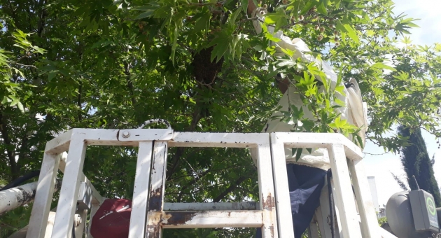 Firar Eden Arılar Sahibine Teslim Edildi