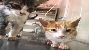 Fıtık teşhisi konulan kedi ameliyat edildi
