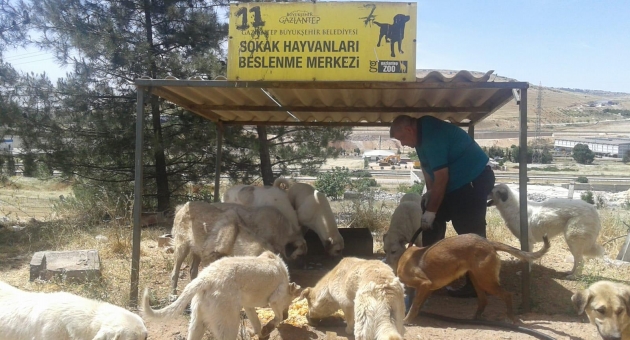 Gaziantep Büyükşehir, Sokak Hayvanlarını Unutmuyor