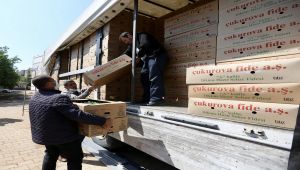 Gaziantep'te 5 Milyon Fide Dağıtımını Tamamladı