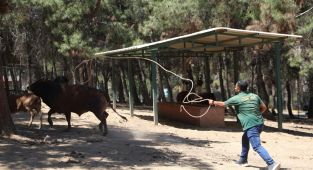 Gaziantep’te kurban yakalama timi bayrama hazırlanıyor