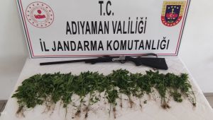 Gölbaşı'nda 326 kök kenevir bitkisi ele geçirildi: 1 gözaltı