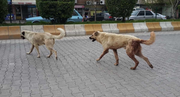 Gölbaşı’nda Başıboş Köpekler Korkutuyor