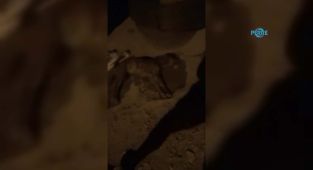 Gölbaşı'nda belediye köpekleri zehirledi iddiası - Videolu Haber
