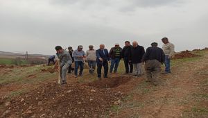 Gölbaşı’nda Ceviz Yetiştiriciliği Yaygınlaştırılıyor