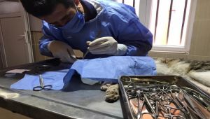 Göz rahatsızlığı yaşayan kedi tedavi edildi