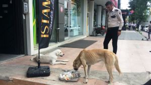 Güvenlik görevlisi, öğle yemeğini sokak köpekleriyle paylaştı - Videolu Haber