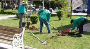Haliliye Belediyesi ile parklar ağaçlandırılıyor