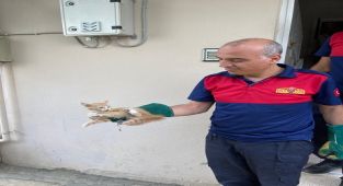 Havalandırma boşluğuna düşen kedi kurtarıldı
