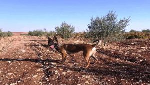 Her Yerde Kayıp Köpeğini Arıyor