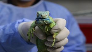 İguana’nın Çenesindeki Tümör Alındı