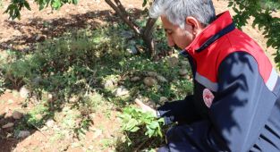 İl Müdürü Akkan, sahada dolu zararını inceliyor