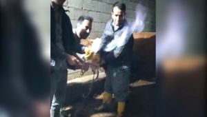 İneğin midesindeki metan gazını yakarak çıkarttı - Videolu Haber