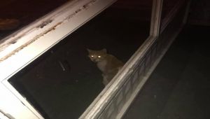 İş yerinde mahsur kalan kedi kurtarıldı