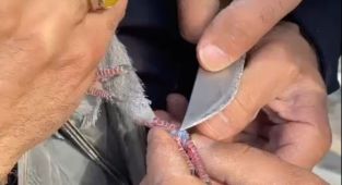 İtfaiye’nin kuş operasyonu - Videolu Haber