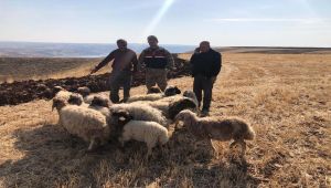 Jandarma, Kaybolan 13 Küçükbaşı Sahibine Teslim Etti