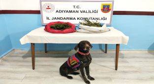 Jandarmadan uyuşturucu operasyonu 24 tutuklama