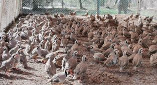 Kahramanmaraş’ta 10 bin kınalı keklik üretildi - Videolu Haber