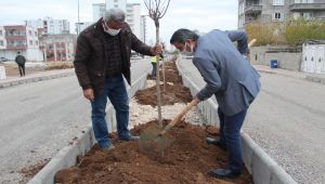 Kahta’da ağaçlandırma ve peyzaj çalışmaları
