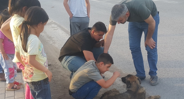 Kahta’da Otomobil Sürücüsü Köpeğe Çarparak Kaçtı