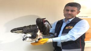Kahta’da yaralı balıkçıl kartal, itfaiye ekiplerince kurtarıldı