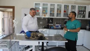 Kahta’daki hayvan barınağı, bölge hastanesi konumunda hizmet veriyor