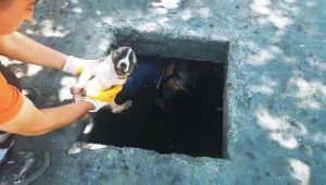Kanalizasyona düşen yavru köpeği itfaiye ekipleri kurtardı - Videolu Haber