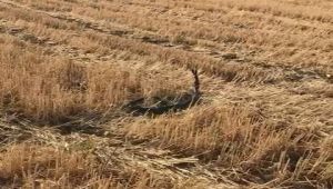 Kara yılanların dansı cep telefonu ile görüntülendi - Videolu Haber