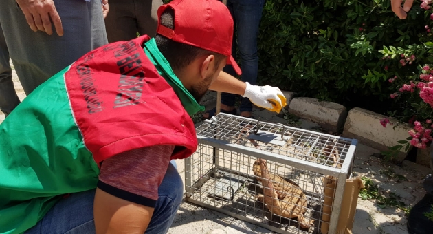 Karaköprü'de Nesli Tükenmekte Olan Çöl Varanı Görüldü