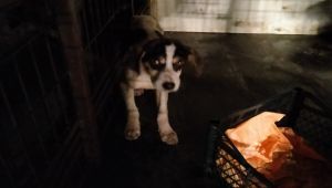 Karda mahsur kalan köpek için iş makineleri seferber oldu