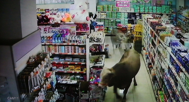 Kasabın Elinden Kaçan Boğa, Markete Girdi - Videolu Haber