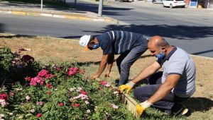 Kavşak ve refüjlerde bakım çalışması