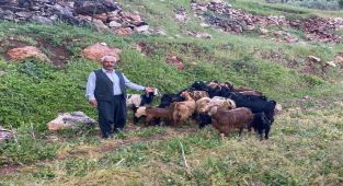 Kaybolan 30 küçükbaş hayvanı jandarma buldu