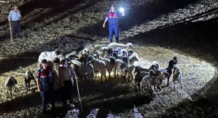 Kaybolan 40 küçükbaş hayvan drone ile bulundu