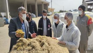 Kaymakam Koç, tarım ve hayvan işletmelerinde incelemede bulundu