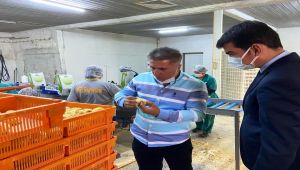 Kaymakam Köksal, civciv üretim tesisini inceledi