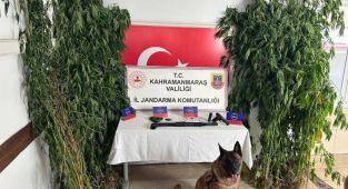 Kenevir operasyonuna 2 gözaltı