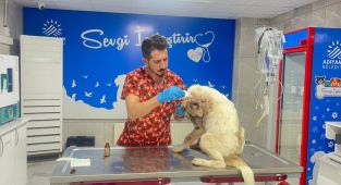 Köpeğini 13 yerinden bıçaklayıp cenaze namazını kıldı - Videolu Haber