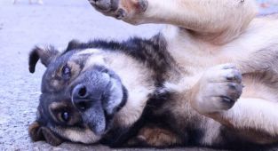 Köpeklerin saldırısına uğrayan Abbas ağır yaralandı