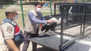 Köyde bulunan yaralı leylek koruma altına alındı