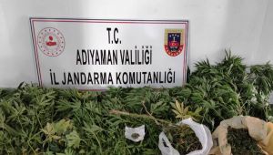 Köyde uyuşturucu operasyonu: 241 kök kenevir ele geçirildi, 1 gözaltı