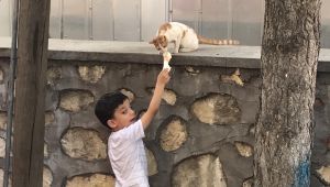 Küçük çocuğun sokak kedisiyle dondurma keyfi