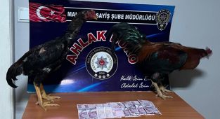 Malatya’da horoz dövüştüren 9 kişiye 57 bin 825 TL ceza