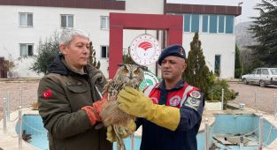 Malatya'da yaralı halde bulunan baykuş koruma altına alındı