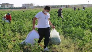 Maliyet yükselince mahsulü tarladan ücretsiz dağıttı - Videolu Haber