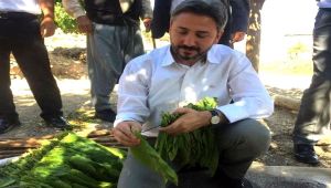 Milletvekili Aydın: Tütün tarımsal destekler kapsamına alınmıştır