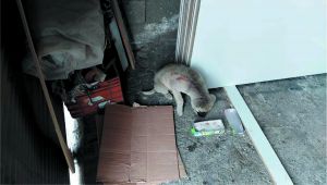 Minibüsün çarptığı yavru köpeğin imdadına belediye yetişti